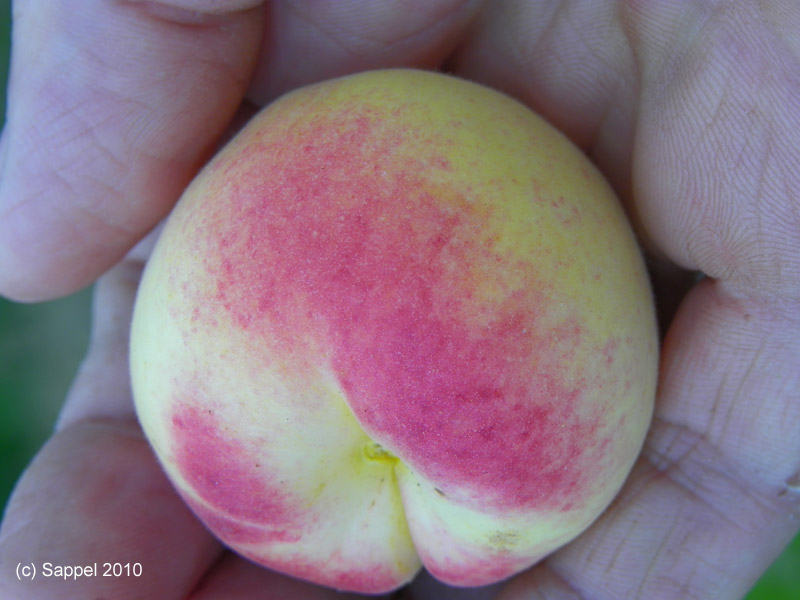 [Image: apricot-aprikose-melocoton-sappel.jpg]