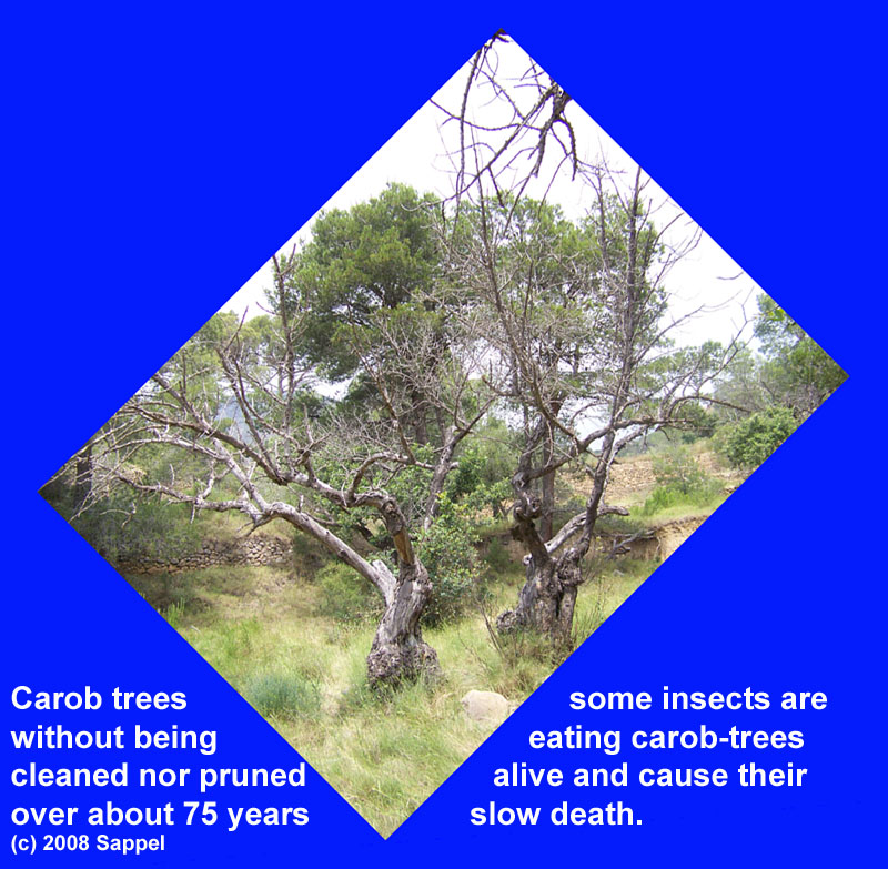 [Image: carob-agony.jpg]