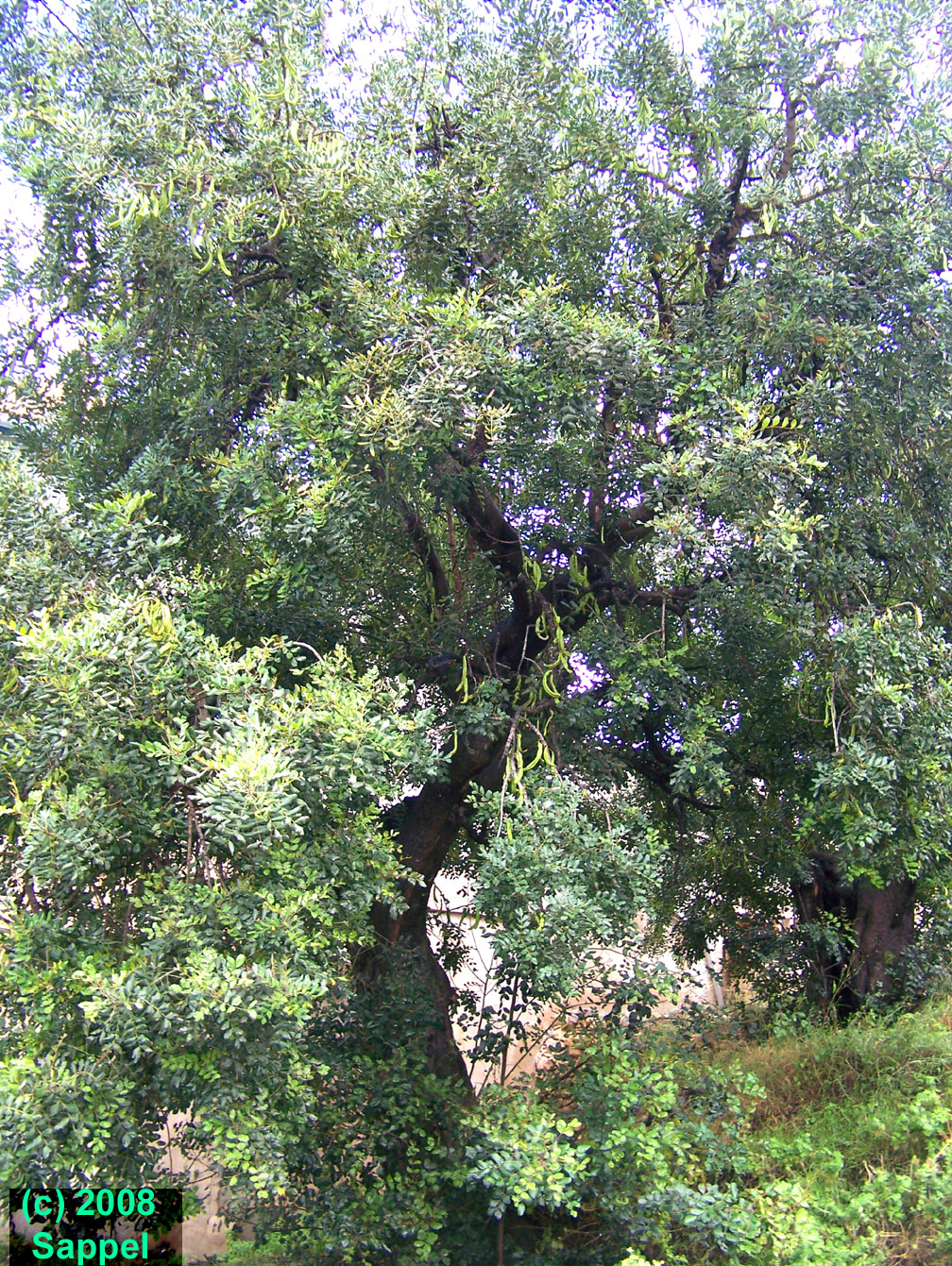 [Image: carob-health.jpg]
