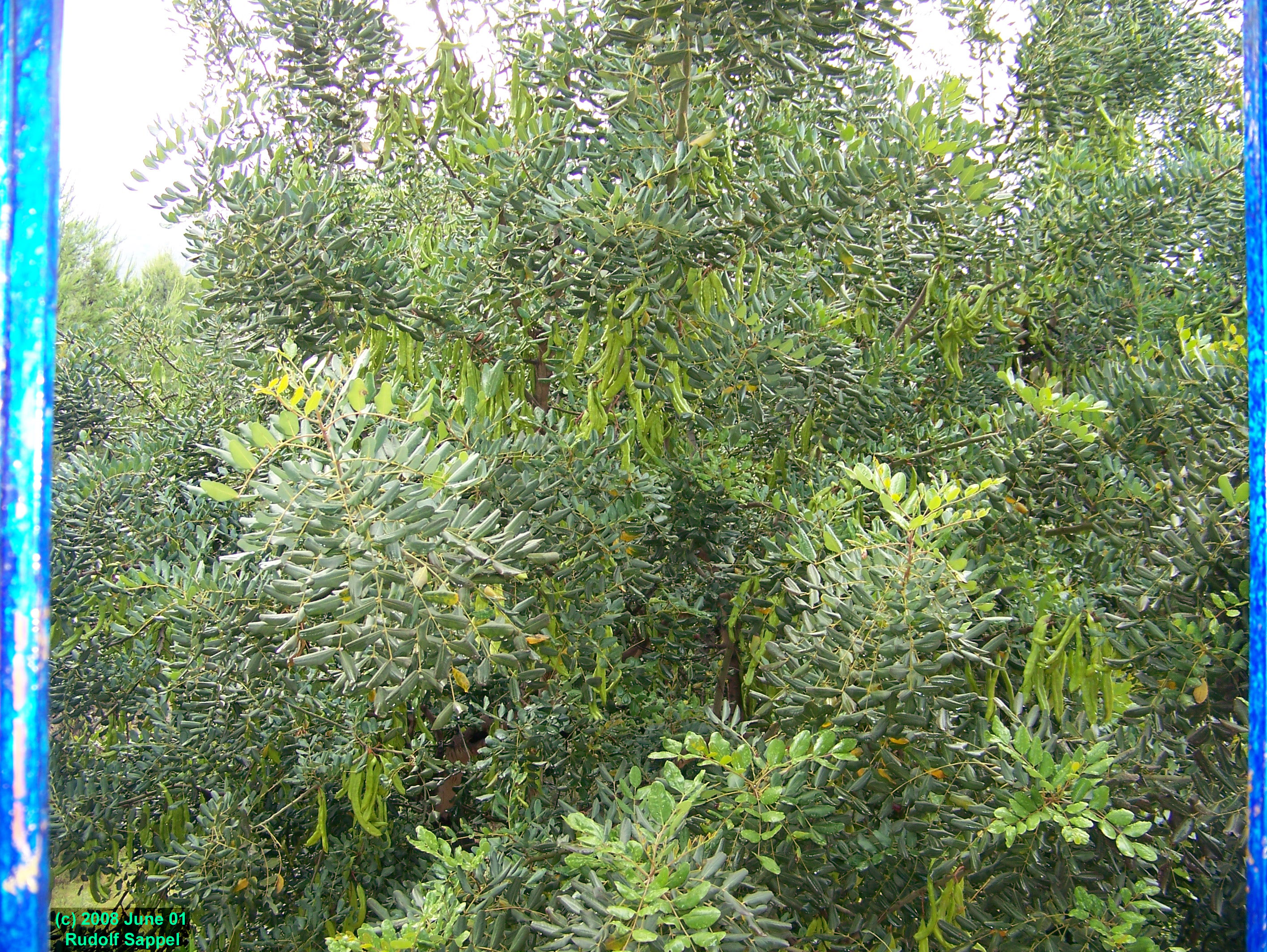 [Image: carob-watch.jpg]