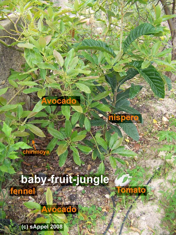 [Image: fruit-babies.jpg]