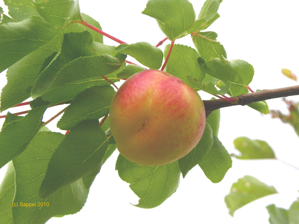 [Image: fruitarian-garden.jpg]