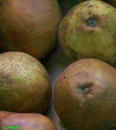 [Image: pears.jpg]