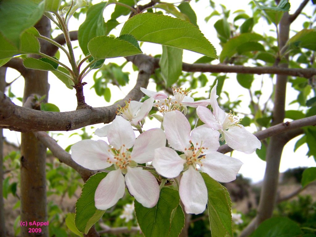 [Image: power-floweR.jpg]